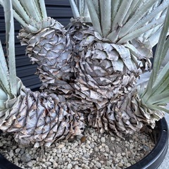 プヤ　セルーレア　6ヘッドの画像