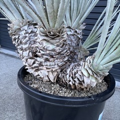 プヤ　セルーレア　6ヘッドの画像