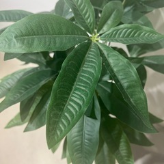 FIRSTSTARJAPAN フェイクグリーン 人工観葉植物 観葉樹 造花 光触媒 空気清浄 【パキラ 多幸の木】高さ110cmの画像