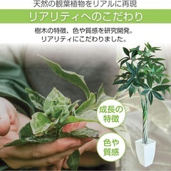 FIRSTSTARJAPAN フェイクグリーン 人工観葉植物 観葉樹 造花 光触媒 空気清浄 【パキラ 多幸の木】高さ110cmの画像