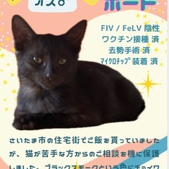 マーブルな黒猫☆ボード