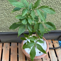 エルダーフラワー　抜き苗の画像