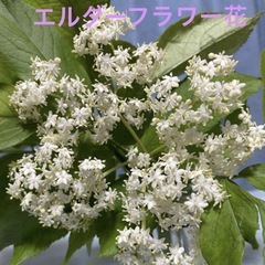 エルダーフラワー　抜き苗の画像