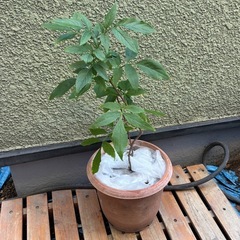 エルダーフラワー　抜き苗の画像