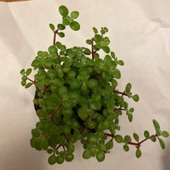 多肉植物　3ポットの画像