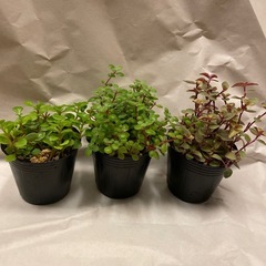 多肉植物　3ポットの画像