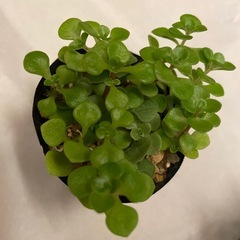 多肉植物　3ポットの画像