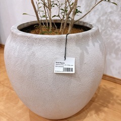 三島家具/ACTUS購入 観葉植物　シルクジャスミン&鉢カバーセット 総額約3万円  の画像