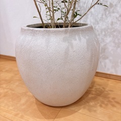 三島家具/ACTUS購入 観葉植物　シルクジャスミン&鉢カバーセット 総額約3万円  の画像