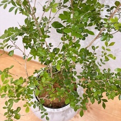 三島家具/ACTUS購入 観葉植物　シルクジャスミン&鉢カバーセット 総額約3万円  の画像