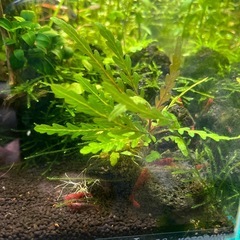 極火エビ　レッドファイヤーシュリンプの画像