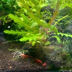 極火エビ　レッドファイヤーシュリンプの画像