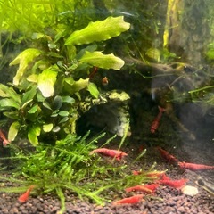 極火エビ　レッドファイヤーシュリンプの画像