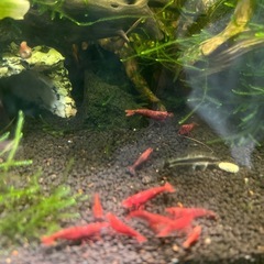 極火エビ　レッドファイヤーシュリンプの画像