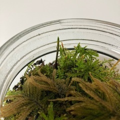 苔テラリウム 苔3種類入 コウヤノマンネングサ シノブゴケ ツルチョウチンゴケの画像