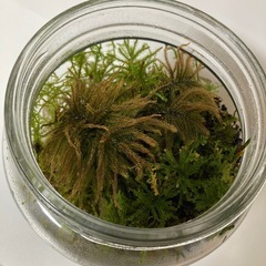 苔テラリウム 苔3種類入 コウヤノマンネングサ シノブゴケ ツルチョウチンゴケの画像
