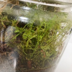 苔テラリウム 苔3種類入 コウヤノマンネングサ シノブゴケ ツルチョウチンゴケの画像