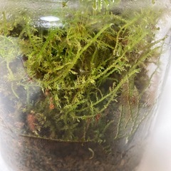 苔テラリウム 苔3種類入 コウヤノマンネングサ シノブゴケ ツルチョウチンゴケの画像
