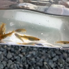 サンシャイン１ペア　メダカめだかの画像