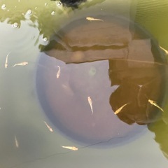 サンシャイン１ペア　メダカめだかの画像