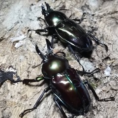 KOTA's insect クリスマスマーケット出品生体3の画像