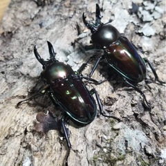 KOTA's insect クリスマスマーケット出品生体3の画像