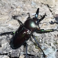 KOTA's insect クリスマスマーケット出品生体3の画像