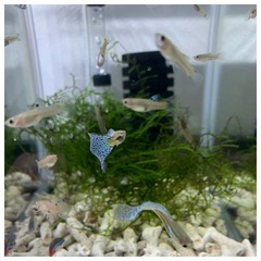 2ペア4匹　国産グッピー　ブルーグラスの画像