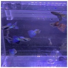 2ペア4匹　国産グッピー　ブルーグラスの画像