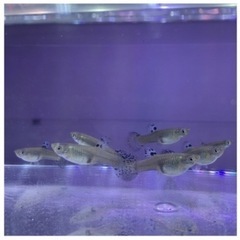 2ペア4匹　国産グッピー　ブルーグラスの画像