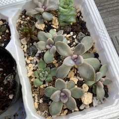 多肉丼 大量 多肉植物 複数種類 まとめの画像