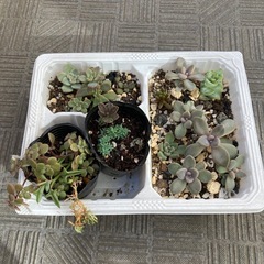 多肉丼 大量 多肉植物 複数種類 まとめの画像