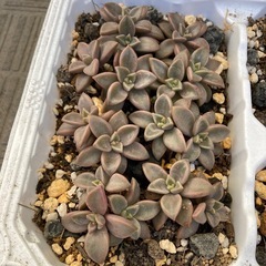 多肉丼 大量 多肉植物 複数種類 まとめの画像