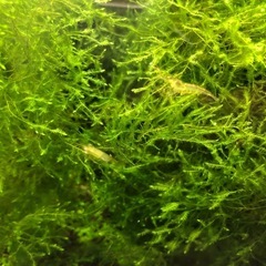 ヤマトヌマエビ30匹と水草（ウィローモス）の画像