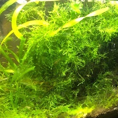 ヤマトヌマエビ10匹と水草（ウィローモス）の画像