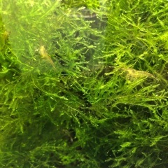 ヤマトヌマエビ10匹と水草（ウィローモス）の画像