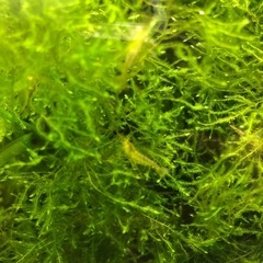 ヤマトヌマエビ10匹と水草（ウィローモス）の画像