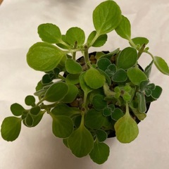 多肉植物　3ポットの画像