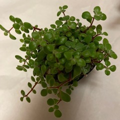 多肉植物　3ポットの画像