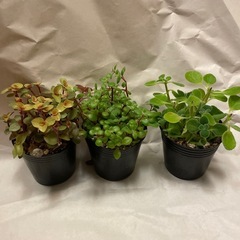 多肉植物　3ポットの画像