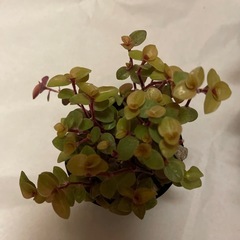 多肉植物　3ポットの画像