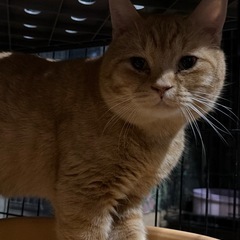 スコティッシュフォールド　雄　去勢済み　里親　ご家族募集中