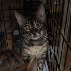 ベンガル　子猫　猫　里親　ご家族募集中　雄　オス