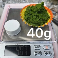 🌱ミジンコウキクサ20g🌱メダカや金魚、その他小魚のおやつや非常食に🍴の画像