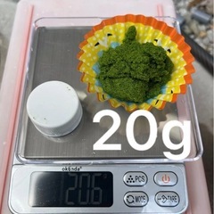🌱ミジンコウキクサ20g🌱メダカや金魚、その他小魚のおやつや非常食に🍴の画像