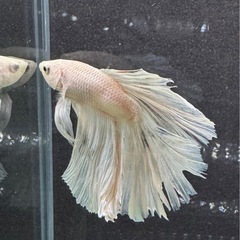 【AQUA COUTURE】タイ輸入ベタ　ハーフムーンホワイト系の画像