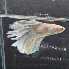 【AQUA COUTURE】タイ輸入ベタ　ハーフムーンホワイト系の画像