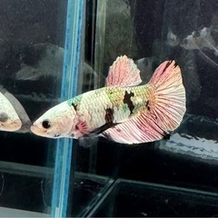 【AQUA COUTURE】タイ輸入厳選ベタ　プラカット　ブラックカッパーホワイトマスク　ゴールドテールの画像