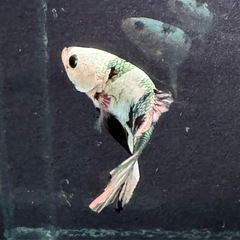 【AQUA COUTURE】タイ輸入厳選ベタ　プラカット　ブラックカッパーホワイトマスク　ゴールドテールの画像