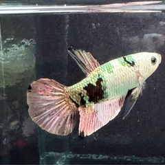 【AQUA COUTURE】タイ輸入厳選ベタ　プラカット　ブラックカッパーホワイトマスク　ゴールドテールの画像